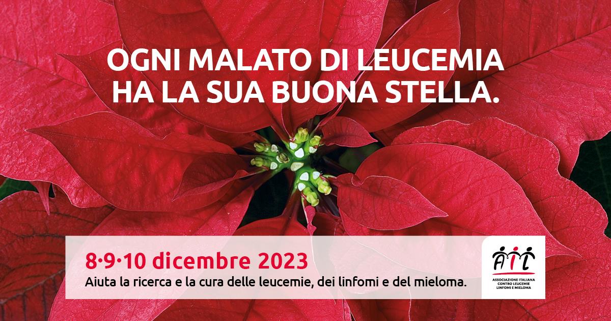 Stelle di Natale 2023