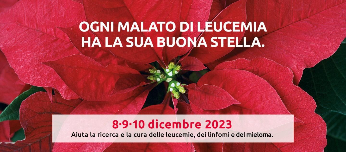 Stelle di Natale 2023